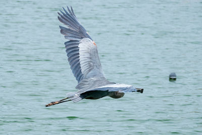 View of seagull flying over sea