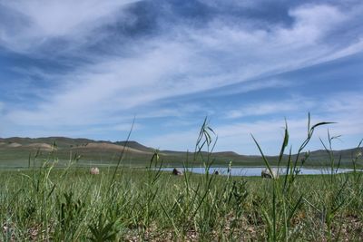 Scenic view of field against sky