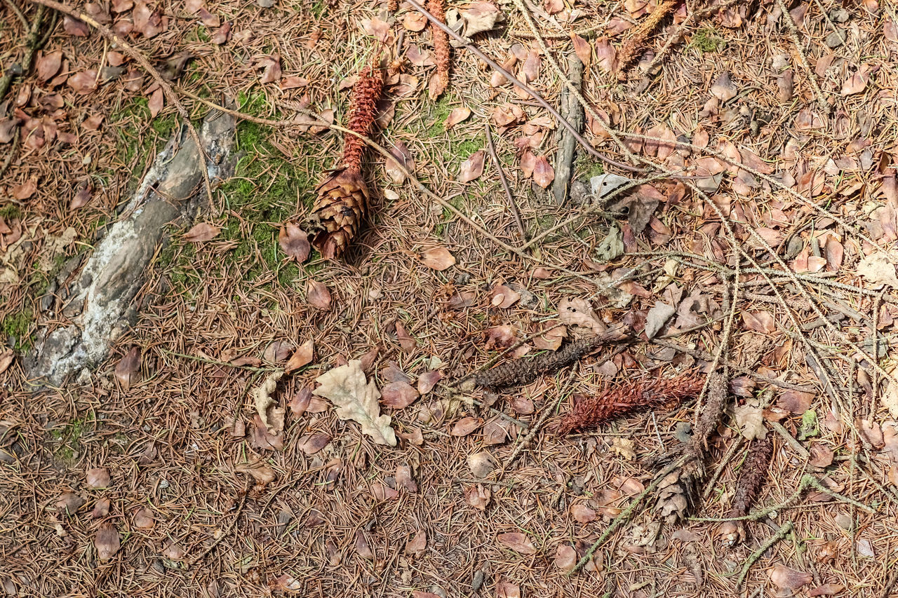 HIGH ANGLE VIEW OF DRIED PLANT ON FIELD IN FOREST