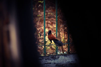 Bird perching on a tree