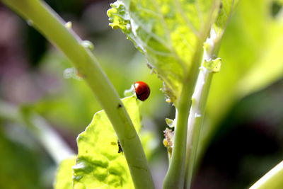 Close-up of ladybug on plant