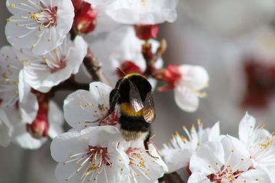 Close-up of bee on white almond flowers