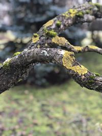 Close-up of lichen on tree branch