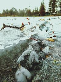 Ducks on tree by water against sky