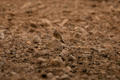 Close-up of a bird on sand