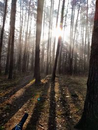 Sunlight streaming through trees in forest