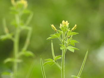 Close-up of plant growing on field