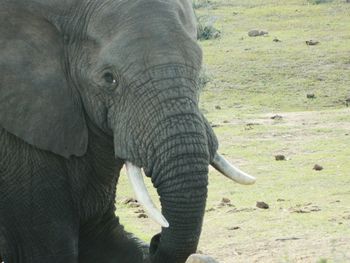 Close-up of elephant