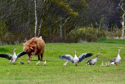 Close-up of birds on grass