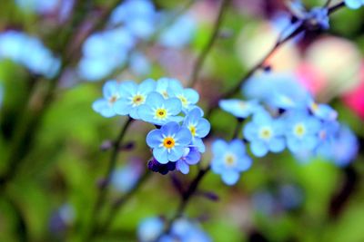 Close-up of fresh flowers blooming outdoors