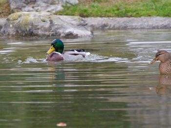 Ducks swimming in lake