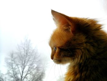 Close-up of cat looking away