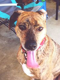 Close-up portrait of dog