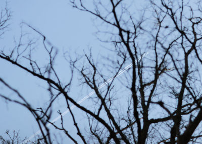 Low angle view of bare trees against sky