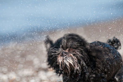 Close-up of dog shaking off water at beach