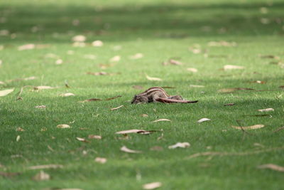 Close-up of lizard on grass