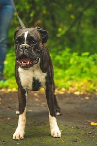 Boxer dog for a walk with the owner.