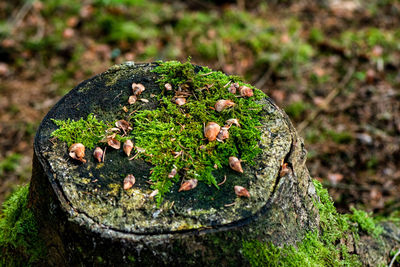 High angle view of mushroom growing on field
