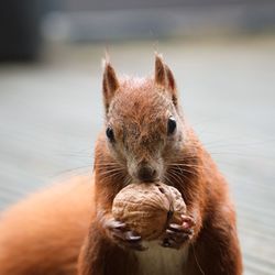 Close-up portrait of squirrel