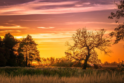 Trees on field against sky during sunset