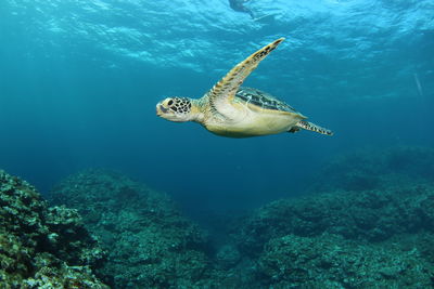 View of turtle swimming in sea