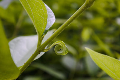 Close-up of green leaves on spiral plant