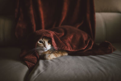 Close-up of a cat resting on bed at home