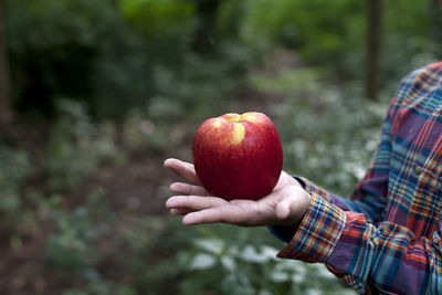 Hands holding a red apple