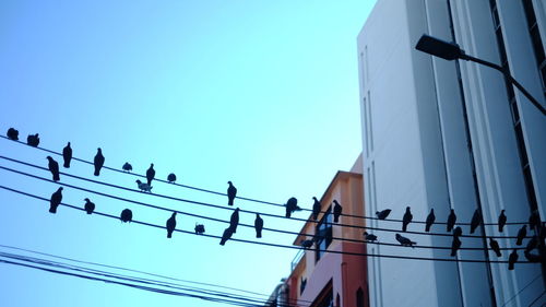 Low angle view of birds perching on power line against blue sky