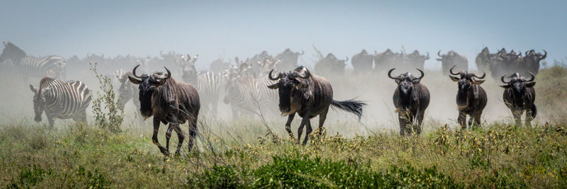 Panoramic view of horses on field