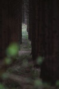 Trees in forest