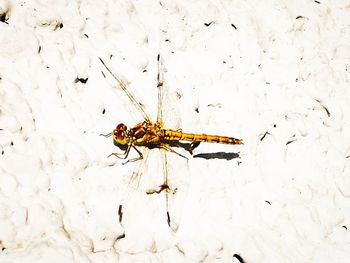 Close-up of insect on white wall