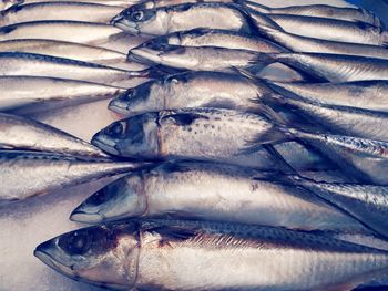 Close-up of fish for sale in market