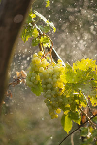 Close-up of grapes growing on tree
