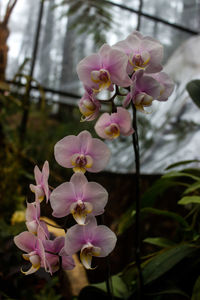 Close-up of pink flowering plant
