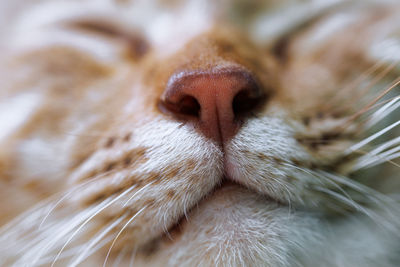 Close-up of cat face