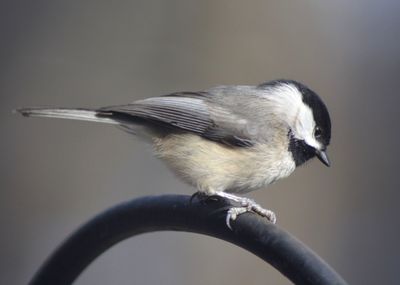 Close-up of bird perching on metal