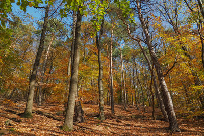 Low angle view of trees in forest during autumn