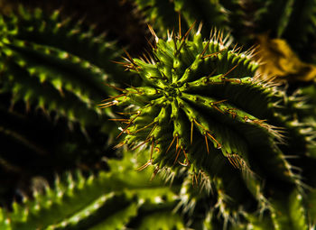 Close-up of succulent plant