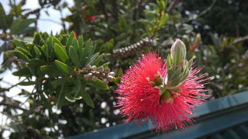 Close-up of red flowering plant