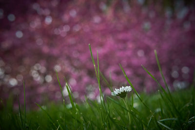 Close-up of pink flowering plant on field