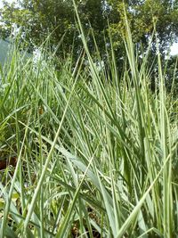Close-up of fresh green plants on field