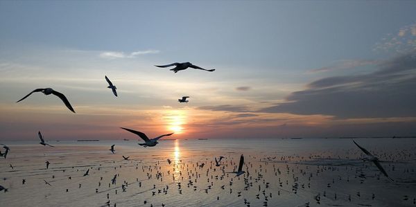 Flock of birds flying over sea against sky at sunset
