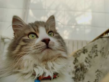 pet