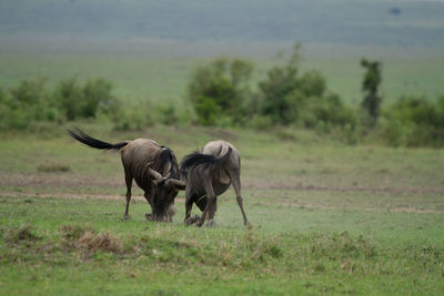 Two wildebeest figting for dominance 