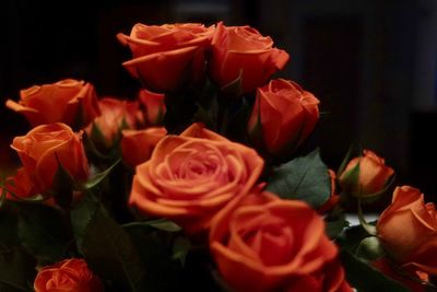 Close-up of roses blooming outdoors