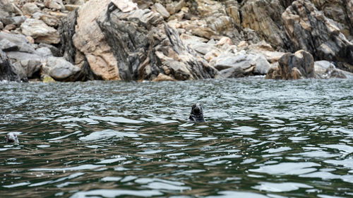 View of birds swimming in sea