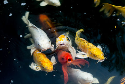 Fish swimming in sea