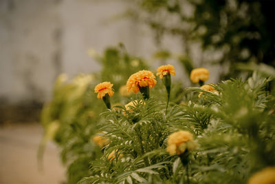 Close-up of flowering plant