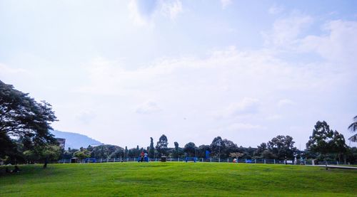 Trees on grassy field